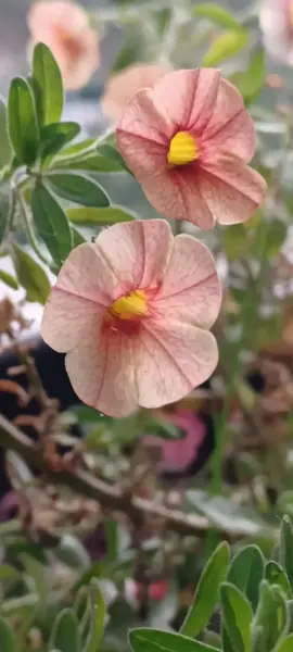 Million Bells: Million reasons to bloom.🌸🌸🌸
