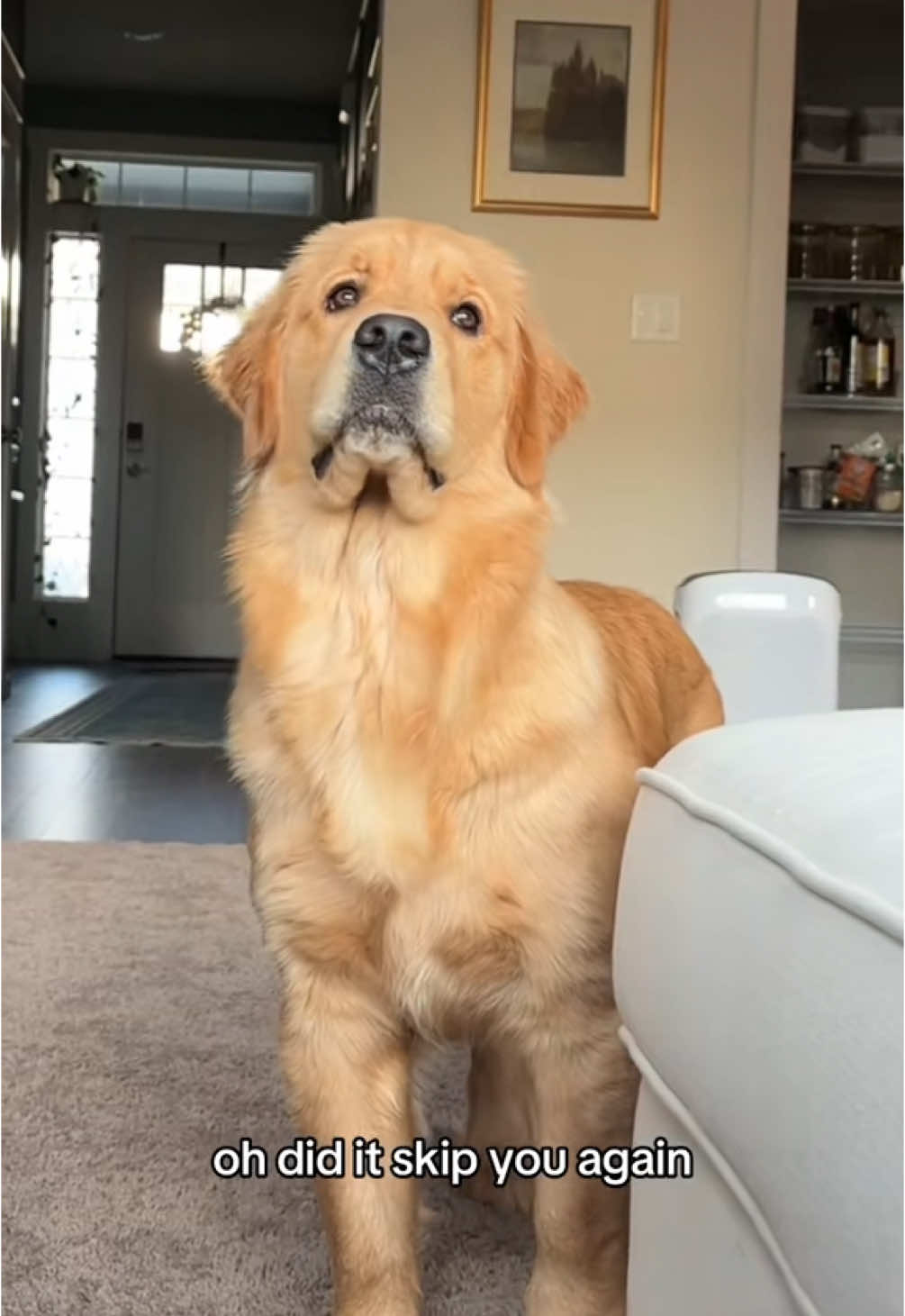 Her brain cell is good for one thing…smelling allergens #g#goldenretrieverg#goldenretrieverlifed#dogd#dogsoftiktokd#dogsp#petp#petlover 