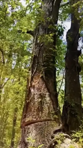 Why you should stay away from a tree as soon as it starts to fall. #dangerousjobs #lumberjack #logging 