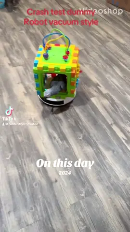 #onthisday crash test dummies and more from our crew #dyp #parrots #fun 