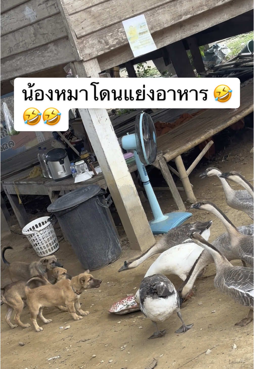 #เปิดการมองเห็น#วัดไพรงาม สุโขทัย#ความน่ารักของน้องหมา&ฝูงห่านแย่งอาหารน้องหมา🤣🤣🤣