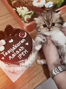 Foto foto dari postingan ig nya @Adam, Emma & Maemoon & @drh. Ricki Halim dan Sashi , makin digeser makin ngik ngik 😭😭😭 #Tasyakuranipeh #CapCut #ipehkucing #kucing #adamemmamaemoon #drhrickihalim #selebcing 