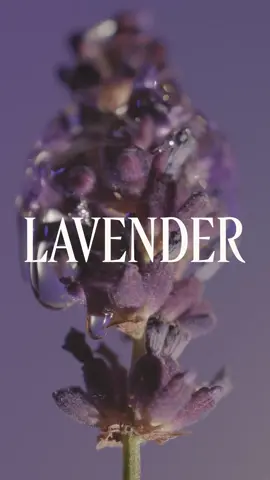 Nothing says a relaxing sunday reset like Lavender 🫧🛁 #bubblebath