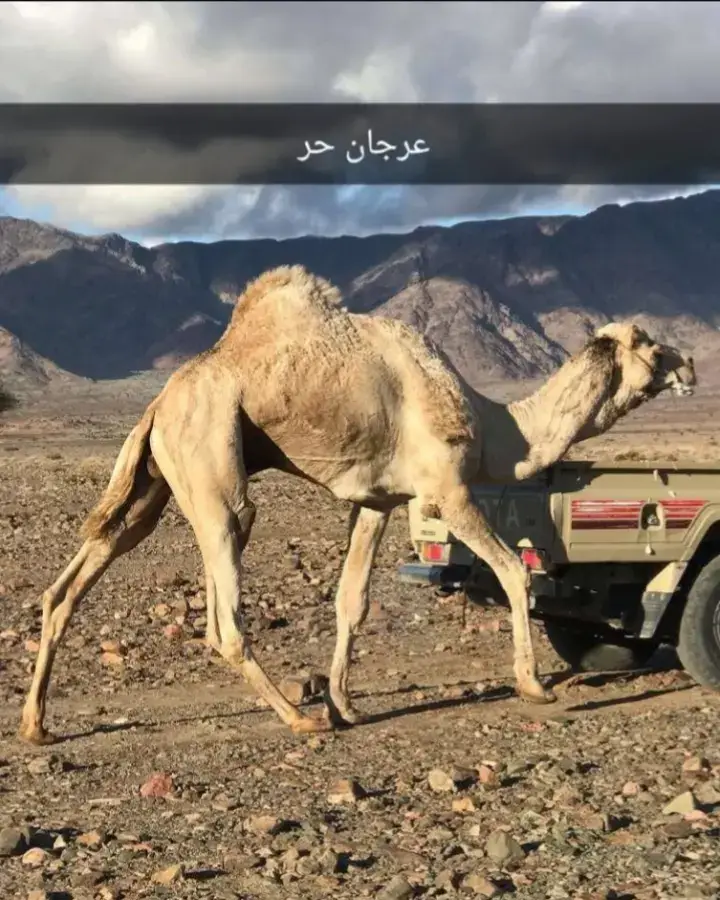 عرجان حر صافي 🐪🥇#اكسبلورexplore #الهجن❤️ #تصميم_فيديوهات🎶🎤🎬 #صلوا_على_رسول_الله #عمان #تبوك #تبوك_الورد #هجن_بني_عطية #هجن_الرياسة #هجن_جهينه_الوصالات #الهجن❤️ #ماشاءالله_تبارك_الله #جهينه_عزوتي_فخري_ربعي_تاج_راسي_518 #هشتاقاتي_الترند_المشهور #مالي_خلق_احط_هاشتاقات🧢 #الهجن #دبي_امارات #عمان🇴🇲 #ميمز #حايل #حلوا 