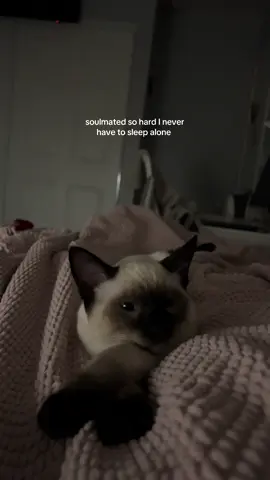 the best cuddles 🥹🤍  #catcuddles #cat #catsoftiktok #siamese 