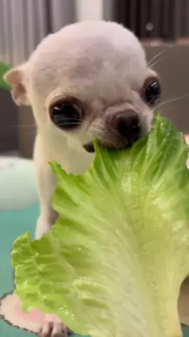 veg chihuahua #funnymoments #pet #dogsoftiktok #usa_tiktok #chihuahuastiktok 
