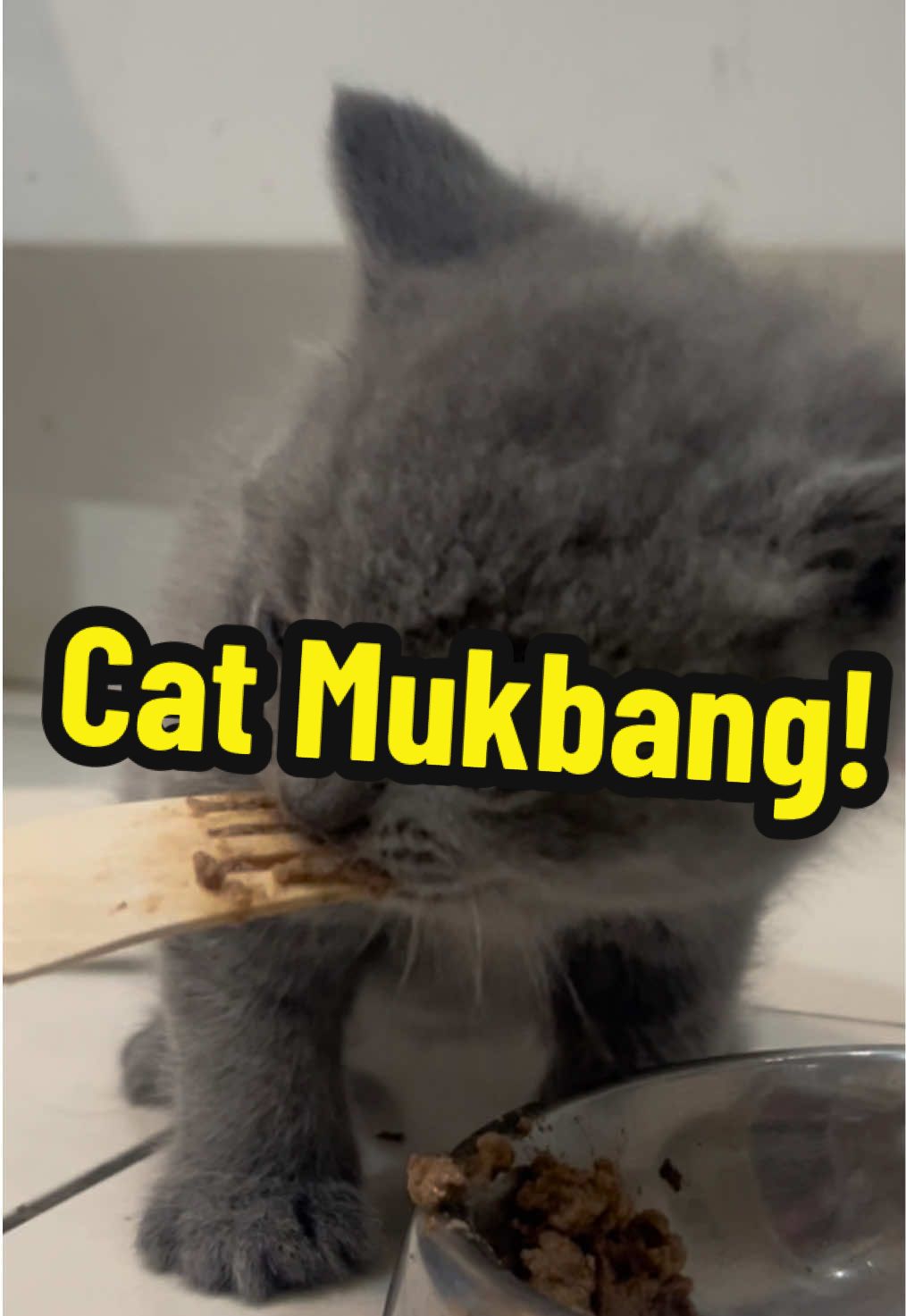 The kittens are really enjoying Lilly’s Kitchen Pate. It’s very proud moment watching them independently eat when only a few weeks ago they were struggling to suckle from mommy Stormi ❤️ 🥰  #catsoftiktok #kittensoftiktok #fypcats #foryoupage❤️❤️ #britishshorthair #catcontent #cattok #catvideo #xyzabc 