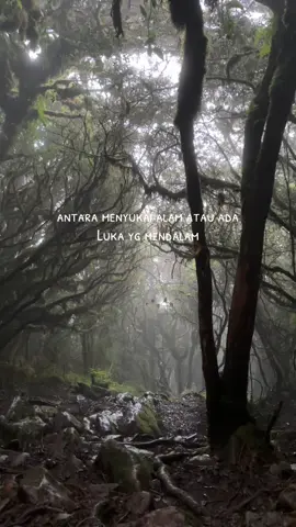 Hutan dalam pikiranku🍂#pendakigunung #pendakiindonesia #gunungbawakaraeng2830mdpl 
