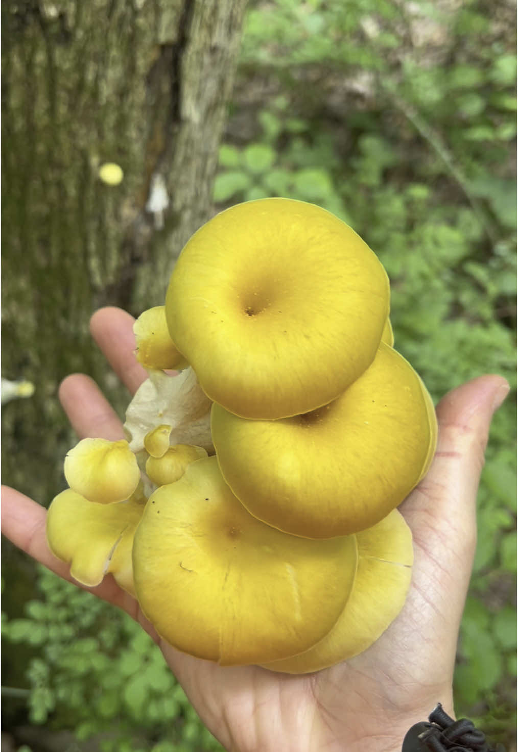 #goldenoystermushroom #mushrooms #mushroomforaging #catskills #ny #newmusic 
