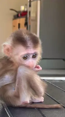 The Ultimate Monkey Cuteness You Need in Your Life
