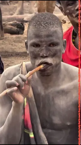 #Navidad #Christmas #natural tooth #cleaning #twig that is made from the Salvadora #Persica tree. #Miswak #Sticks have been used for #centuries as a #traditional and effective way to #promote oral #hygiene #fyp #black 