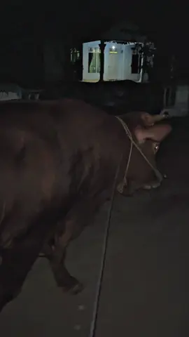 Alhamdulillah budal bosku jam malam #viral #sapijumbo #sapi #sapiqurban #sapilimosinsuper #sobatngaret #sapiindonesia #sapiviral #kandang #lumintufarm #peternaksapiindonesia #fypシ゚ 
