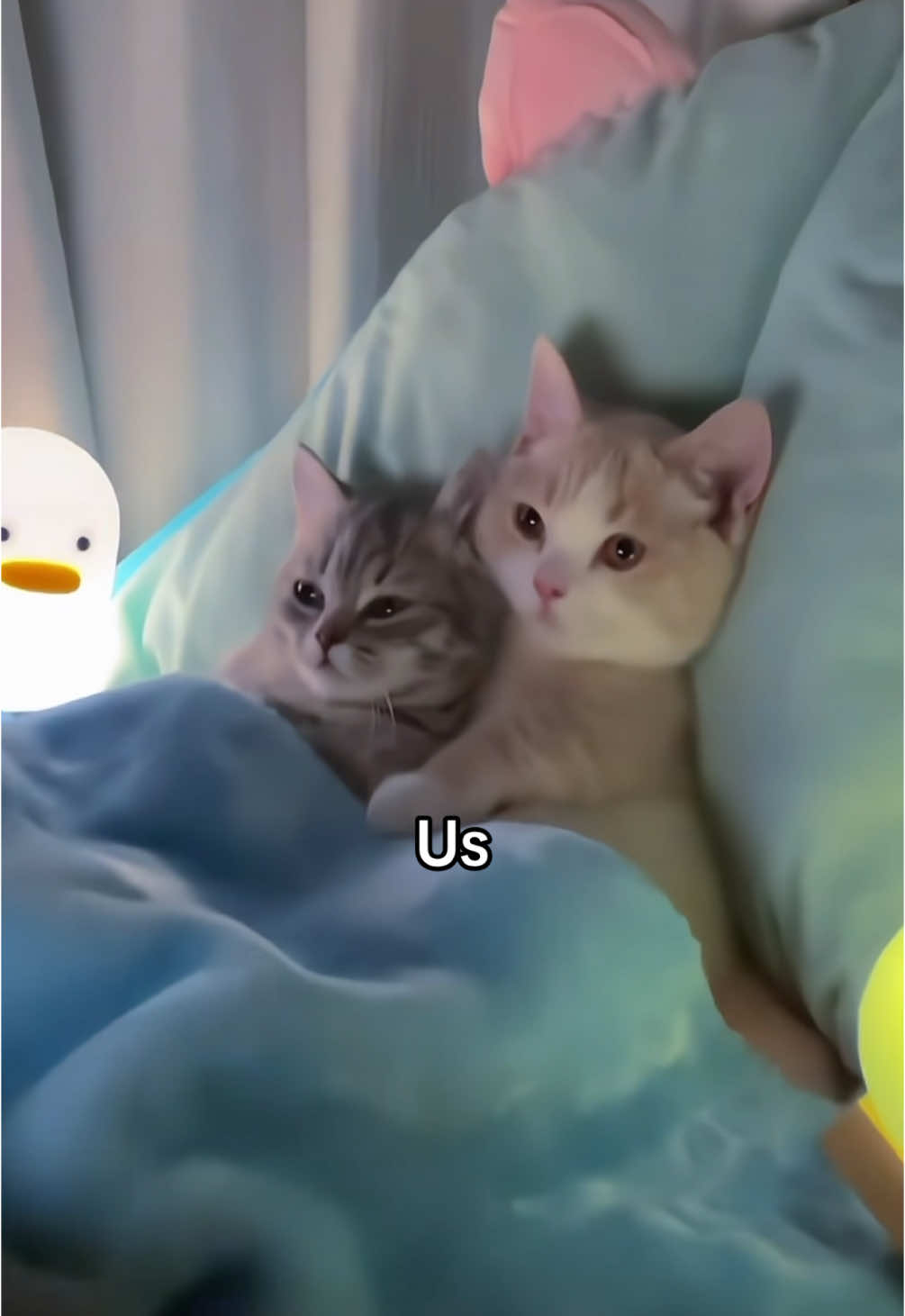 🫂 #cats #ilovemybf #ilovemygf #Love #meandhim #meandher #me #you 