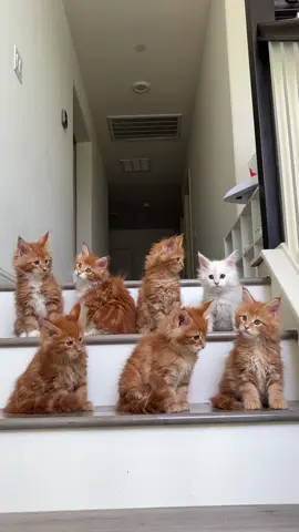 So much orange! #mainecoon #mainecoonkitten #kitten #kittenlover #kittensoftiktok #cattok #cutekitten #mainecoonlovers 
