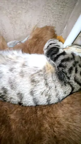 Çoxdandı video atmırdım partdadın.#kesfet #fyp #tonton #pisik #cats 