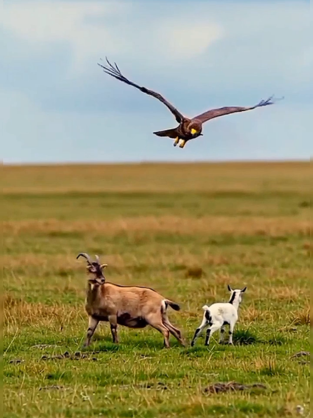 #egal #amzing #fighting  #wildlife#viralvideo #animals 