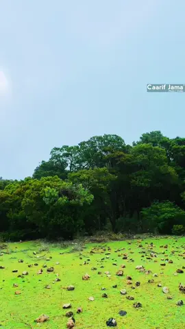 Adduun Calmadow kaga nolow akhirana jano🌲 halkan waa Gastii Awr Qumis-Markad Calmadow Sanaag❤️🌲#calmadow #Sanaag #somalia #doorasho #somalitiktok #for #football #sport #tiktok #foryou #foryoupage #fyp  #fyp #fypage #somalia #somaaliya #caarif