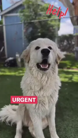 🚨🆘️💔URGENT BUDDY GREAT PYRENEES PUPPY ON EUTHANASIA LIST AT BALDWIN PARK💔🆘️🚨 owner gave him a death sentence‼️ 😭 we can't let this be the end 💔😭  Meet Buddy #a5692701 he's an 8 month old Great Pyrenees puppy who was brought in by his previous owner due to a 