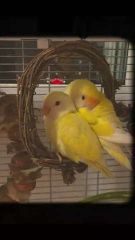 #CapCut  #انا_لسه_شاريه #🥰🥰🥰🥰❤️❤️❤️ #عصفورتين_الكناريه #🦜🦜 #ساره_هيثم #🎧🎶  #foryou ♥️♥️☺️