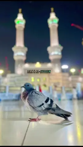 #صلوات_الله_عليك_يا_حبيبي_يا_رسول_الله #صلوا_على_رسول_الله #اللهم_صلي_على_نبينا_محمد 