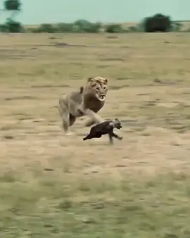 Watch till the end 😱. #wildlifephotography #naturelovers #wildlifeencounters #explore #AnimalFacts #wildlife #fyp #foryoupage #animalvideo #nature #animals #wildanimals 