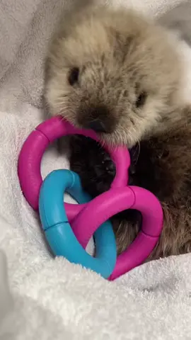 Can you believe Tofino was ever so tiny?!   Do you have a favourite otter pup? Let us know! ⬇️ #marinemammalrescue #otter #seaotter #tofino 