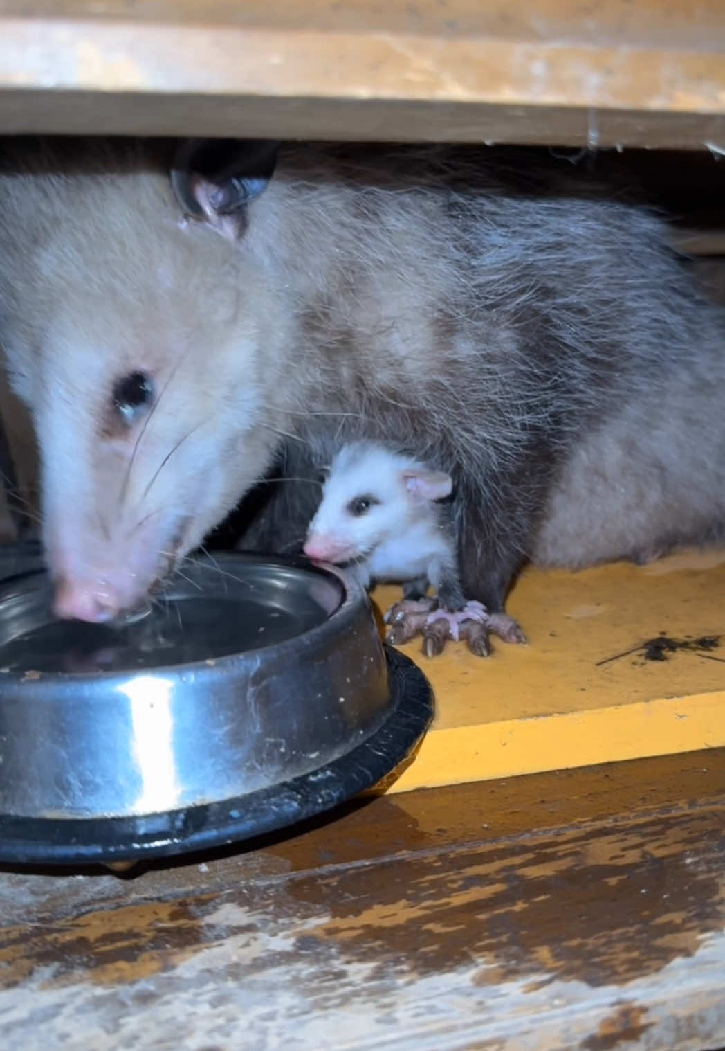 #opossum #opossumsoftiktok #possum #babyopossum #babypossum 
