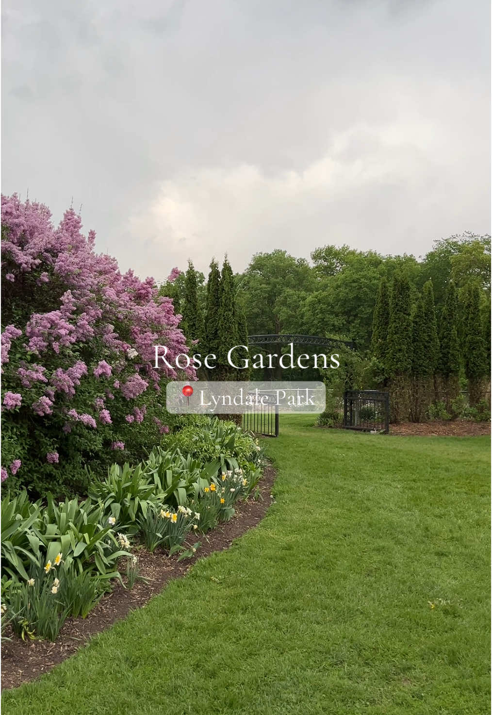Rose gardens🌸 #flower #garden #fyp #spring #Outdoors 