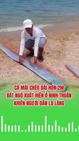 CÁ MÁI CHÈO DÀI HƠN 2M BẤT NGỜ XUẤT HIỆN Ở NINH THUẬN KHIẾN NGƯỜI DÂN LO LẮNG ‼️ Sáng 18/5/2025, người dân Vĩnh Hy phát hiện một con cá mái chèo dài hơn 2 mét trôi dạt gần bờ. Đây là loài cá biển sâu rất hiếm gặp, thường sống ở độ sâu khoảng 1.000 m dưới lòng đại dương. Ở Nhật Bản, người ta gọi nó là Ryugu no tsukai - Sứ giả từ cung điện của Thủy Thần. Loài cá sống dưới đáy biển sâu này hiếm khi trồi lên mặt nước. Và mỗi khi nó xuất hiện, người ta tin rằng đó là điềm báo động đất hoặc sóng thần đang đền gần... Trước thảm họa Fukushima năm 2011, cá mái chèo cũng từng liên tục trôi dạt vào bờ. Chưa ai chứng minh được mối liên hệ, nhưng hiện tượng này chưa bao giờ là bình thường. Phải chăng... thiên nhiên đang cố gửi đến chúng ta một cảnh báo? 📕📕📕📕 ##nguoitruyentincuathuongde##thientuankiet##thienlongson ##king ##phatphapnhiemmau##ngotuankiet##thientam##vietnam##Jesus  ##thientamdao##phatdilac##daothientam##god##hangpham##thienhangnga