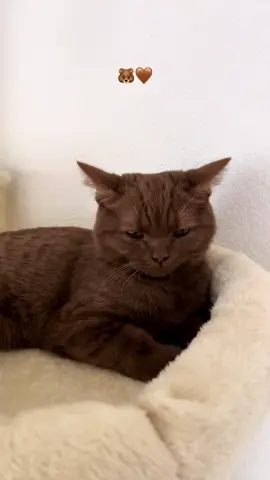 little teddy bear🐻🤎#cat #kitten #bshkitten #catsoftiktok #brownkitten #browncat #kittenlove #kittensofinstagram #cats #browncattok #browncateyes #browncatsoftiktok #bkhkitten 