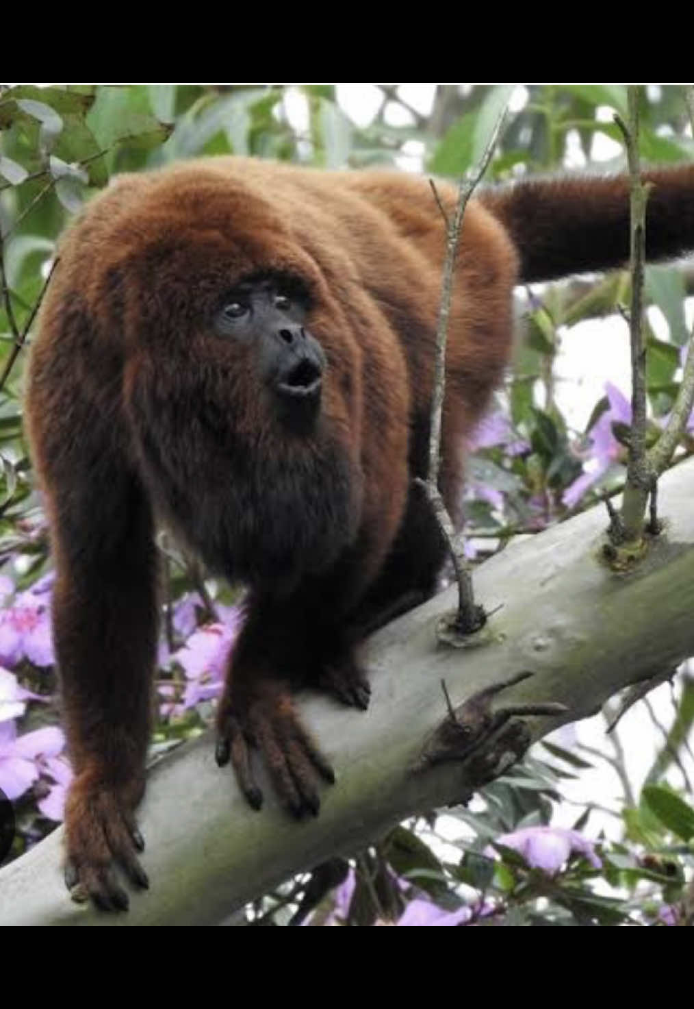 Encontro com o primata mais barulhento do mundo #monkey #floresta #bugio #foryoupage #fyp 