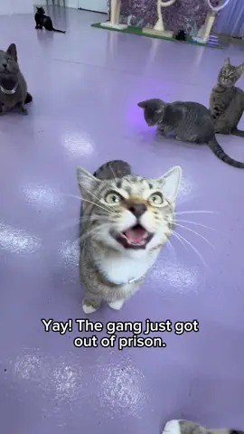 What do you think Cheese Stick did?😳 You can meet all these adorable kitties at our cat lounge in Austin, Tx🐾 They’re all rescued and adoptable! 🫶 #purrfectocatlounge #cats #catlovers #catsoftiktok #cattok #catlover text to speech, meme, Larry, cat meme 