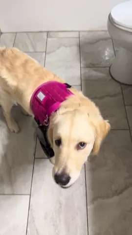 Honey influencer🐝😅💕 #puppiesgoldenretriever #goldenretriever #fypシ゚ #honey #