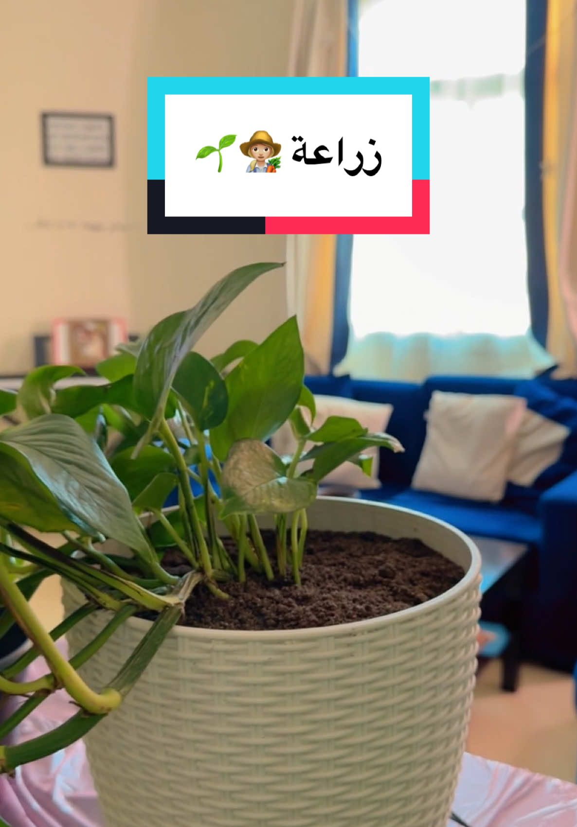 مافي احلى من الزرع🥹🌱🌿 . . . . . . . . . . . . . . . . . . . . . . . . . . . . . . . . . . . . . #زراعة #زرع #نباتات #نبات #نباتات_منزلية #اهتمام #عناية #البوتس #نبتة #explore #اكسبلورexplore #اكسبلور #اكسبلورر #اكسبلوررررر #اكسبلور_تيك_توك #fyp #foryou #foryoupage #fypage #plants #plant #Home #بيتي #نعنع #جرجير
