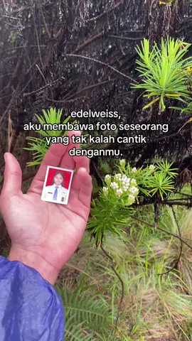 jika tidak bisa membawa orangnya, bawa fotonya aja dulu😊#edelweiss #mtbuthak2868mdpl #foryoupage #fypシ゚ #pendakigunung 
