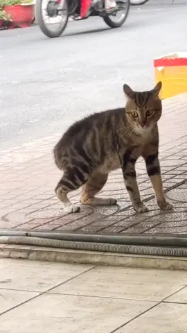 #catsoftiktok#catlover #kucinglucu#kucingimut #kucingku#foryou#fyp #tiktok#viral#kucinggemoy #tiktokindonesia#