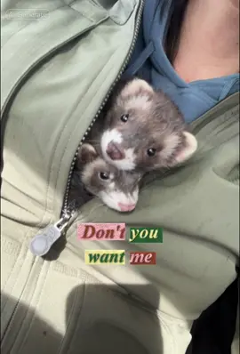 #CapCut this is exactly how he got me to bring him home from the pet store 😂#fyp #foryou #fypシ #ferret 