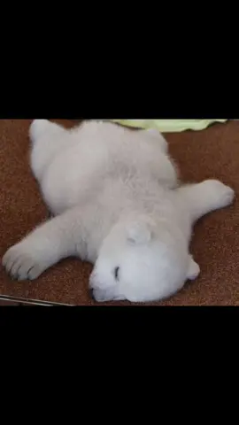 baby polar bear 🐻‍❄️ #animalsoftiktok #foryoupage #fyp #animallover #cute #edit #mecore #videoviral #polarbear #bear #bears #me #foryoupagee 