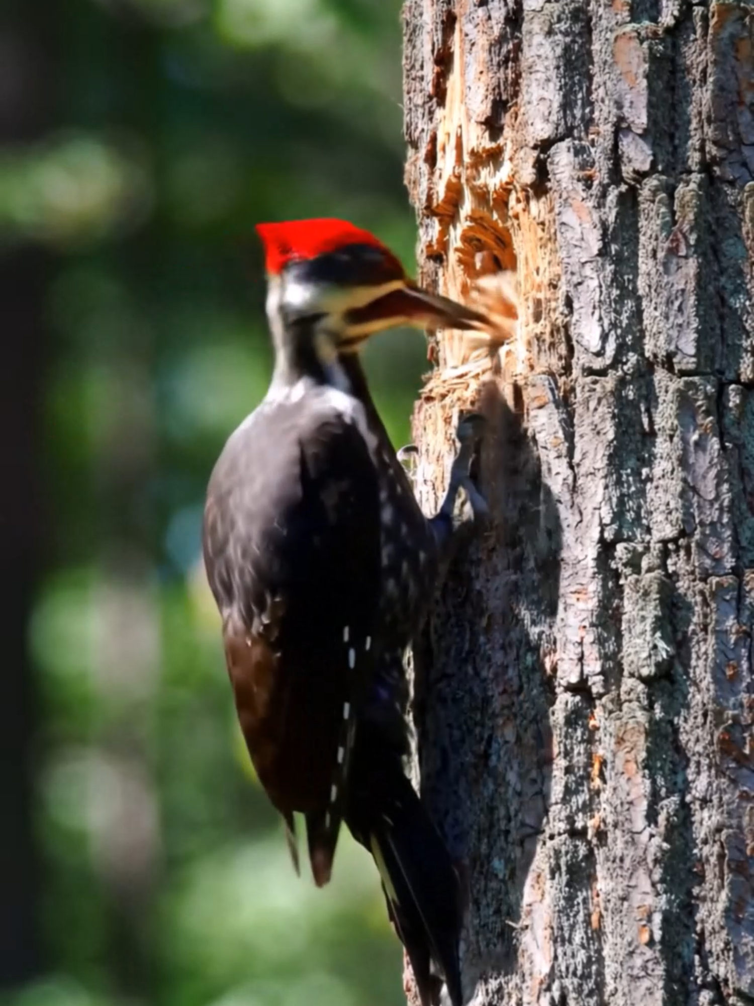 He’s not breaking the tree. He’s building a home He lands with a mission. The branch sways under his weight — but not for long. He clings like a question mark, body poised, head tilted. Then — CRACK. A sudden peck. Then another. It’s not violence. It’s purpose. He isn’t trying to destroy the tree. He’s trying to carve out space — in a world that doesn’t give space easily. Every strike of his beak sends shivers down the bark. He stops. Listens. Feels. Then continues. He’s not looking for food. Not right now. This is something deeper. A future. Because inside that hollow he’s building, there will be eggs. And chicks. And life pulsing in the heart of wood. It’s loud work. And slow. But he keeps going. Because this is what survival looks like when you only have a beak, and the odds are against you. Sometimes sap bleeds from the bark. Sometimes the hole splinters wrong. But he doesn’t stop. Because what’s inside him — the instinct, the duty, the fire — doesn’t come with an off switch. He drills not because he wants to. But because he has to. And when the hole is finally deep enough, he’ll vanish inside it. Safe. Silent. Ready for the next part of the story. 📌 Hashtags: #WoodpeckerPower #NatureEngineers #BirdsAtWork #TikTokWildlife #WoodDriller #NestBuilder #FeatheredArchitect #SurvivalInNature #NatureInAction #ForestLife #BeakAndBark #BirdBehavior #WoodpeckerMagic #SlowAndSteady #NestGoals