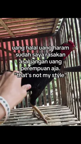 Maluu🤭  #ayambangkoklampung #bangkoklampung #bangkokindonesia #bangkoksuper #bangkok #bangkoklampungutara #bangkokthailand🇹🇭 #bangkokthailand #ayam #fyp #beranda #4u #masukberanda #ayambangkok #thailand #katakata 