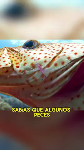 Did you know that some fish enjoy 
