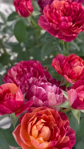 จุ้ยซี้สแปลชมาแล้วครับ #littleforestเรารักต้นไม้ทุกต้น #สวนกุหลาบlittleforest #rose #บ้านและสวน #ดินปลูกlittleforest 