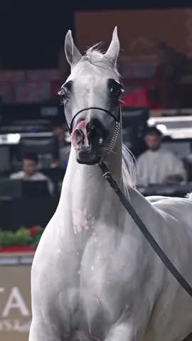 #horse #arbianhorse 