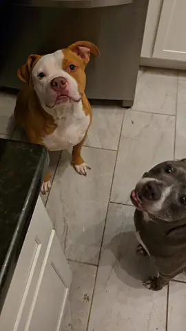 They had their first raw mukbang and now they dont like standard meals anymore. No shade to those who can't afford it. I'm always here if you need assistance. #dogs #fyp #dogsoftiktok #pets #dogslover #dogmom #fyp #funny #pittiesoftiktok #PetsOfTikTok 