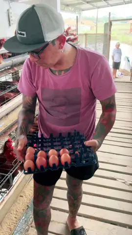 Telor di panen setiap hari🔥