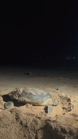 Induk penyu yang bertelur di konservasi penyu Pangumbahan masih alami, prosesnya sekitar kurang lebih 2 jam dari mendarat-menggali sarang-bertelur-lalu kembali ke laut. Siklus bertelur penyu sekitar 2-4 tahun sekali, namun pada musimnya induk penyu akan naik ke pantai untuk bertelur sekitar 4 sampai 7 kali, kini populasi penyu yang bertelur semakin menurun, untuk itu konservasi penyu Pangumbahan berupaya agar telur-telur penyu harus bisa terjaga sampai bisa menetas dan kami lepaskan laut, tumbuh dewasa, dan kembali lagi untuk bertelur demi keberlanjutan hidup penyu dan terjaganya ekosistem di laut✨🤍#konservasipenyupangumbahan #pangumbahanbeach #konservasipenyu #ayolindungipenyu #saveturtles🐢 #geoparkciletuh #sukabumiexplore #cdkpws 