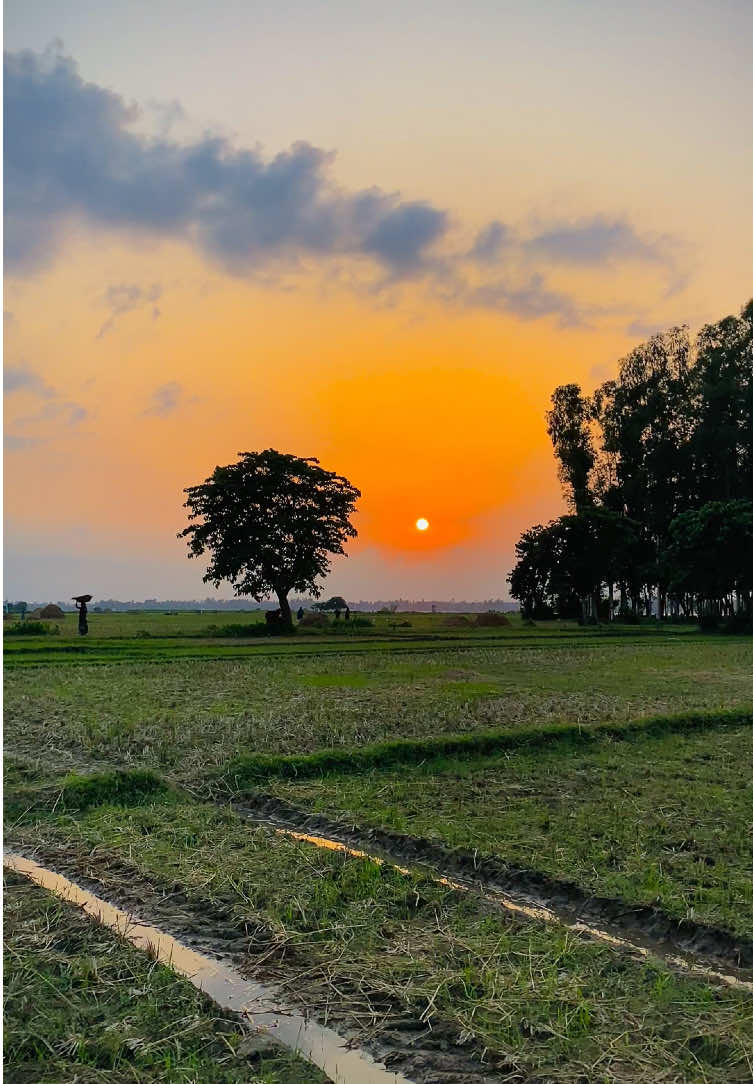 আহ্! গ্রামের বিকেল, মনটা ছুঁয়ে যায়, শান্তির ছায়ায় চোখ দুটো আপন মনে ভেসে যায় ⋆࿐😌❤️‍🩹 #প্রকৃতি #sky #tree #fyp #fypシ #fypシ゚viralシ #unfrezzmyaccount #tiktok #shorts #song #weather #views #reels #nature #natural #scenery #foryou #trending #viral #viralvideo #sunset #village #NaYaN #NaYaN56 @TikTok @tiktok creators @TikTok Bangladesh 