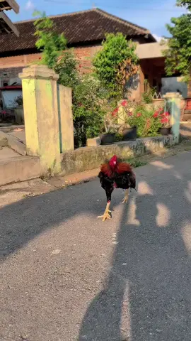 mainin ayang❌mainin ayam✅🤪#ayamekorlidi #ekorpanjang #ayamhiasan #ayamhiasekorlidiindonesia #ayamekorlidisuper #ayam #ayambangkokekorlidi #ayamekorlidisuper #ayambangkokekorlidi #ayambankoksuper #ayambangkokindinesia #ekorlidimadura #ayambangkokjawatimur #ekorlidimadurasuperjozzz #ayambangkokklasic #ayambangkoksuper #ayambangkok #ayambangkokselatan #ayambangkokindonisia #ayamimport #ayambangkokclasik 