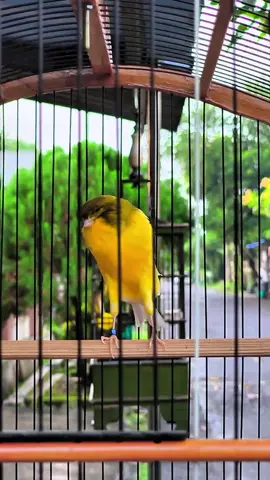 Pesona Ys Tkf23 💛  #kenarimaniaindonesia #kenarimania #kenari #kenariyorkshire #kenariprospek #kenarigacor #kicaumania #kicau #kicaumaniaindonesia #fypシ゚ #fypage #fyp 