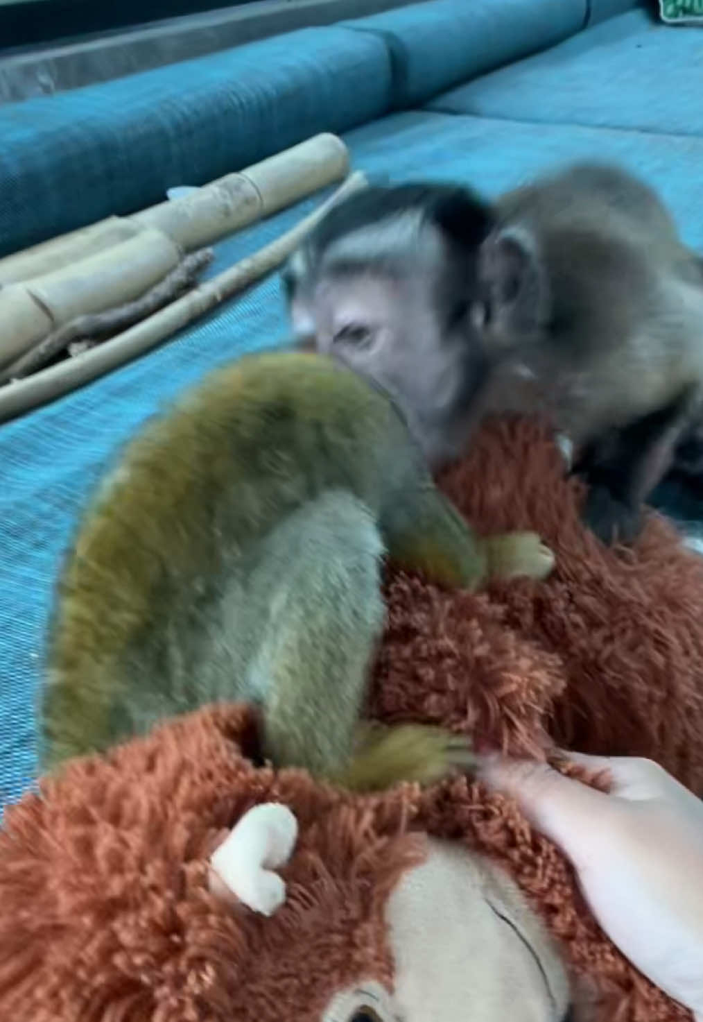 Saimi so cute  Milo so cute #fyp #fypシ゚ #fyppppppppppppppppppppppp #monkey #monkeyoftiktok 